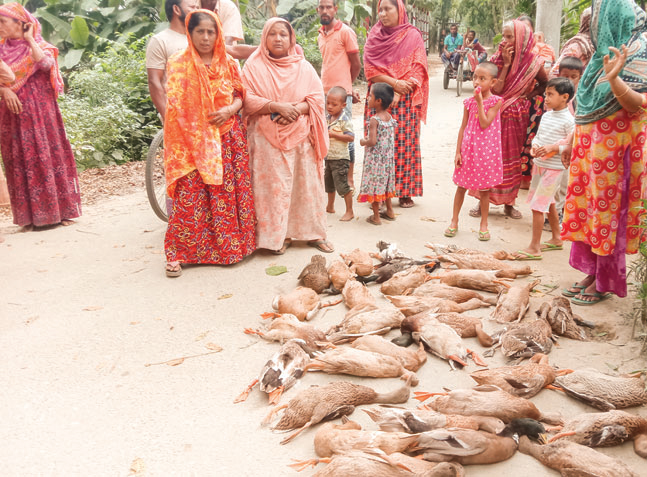 খাবারে বিষ মিশিয়ে ৩৬টি হাঁস মারার অভিযোগ