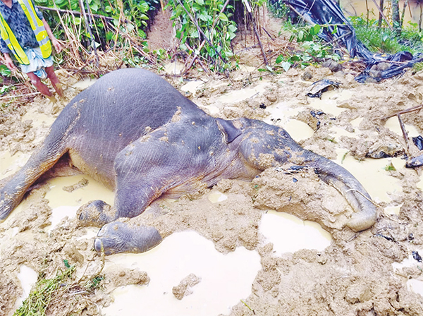 বন উজাড় : খাদ্য ও আবাস সংকটে লোকালয়ে বন্যহাতি