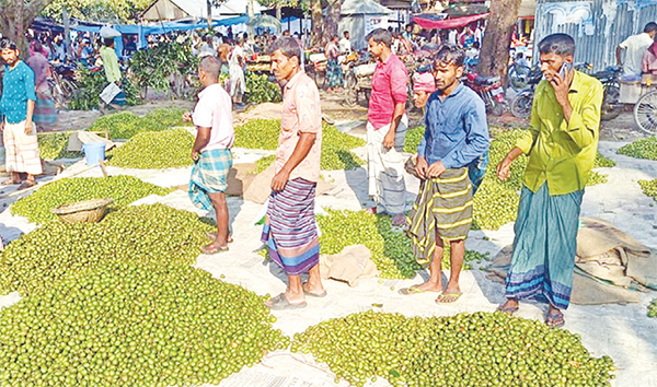 সিরাজগঞ্জে মৌসুমি জলপাই চাষে বাম্পার ফলন