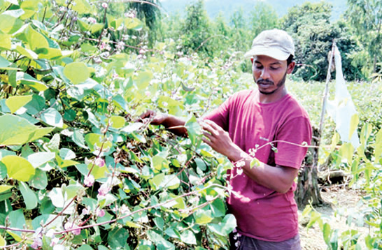 ৮ লাখ টাকার শিম বিক্রি আরো ৪ লাখ বিক্রির আশা