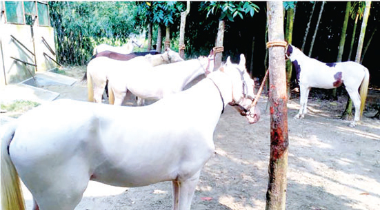 দেশের প্রথম বাণিজ্যিক ঘোড়ার খামার ময়মনসিংহে