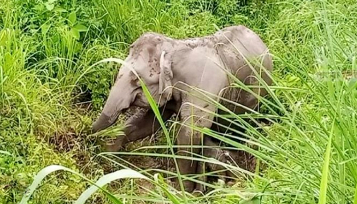 কক্সবাজারে বনভূমি উজাড়, খাদ্য ও আবাসস্থল সংকটে লোকালয়ে বন্যহাতি