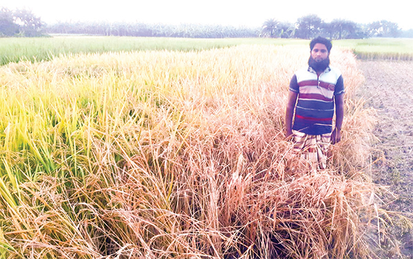 পুঠিয়ায় ধানে ব্যাপক ক্ষতি