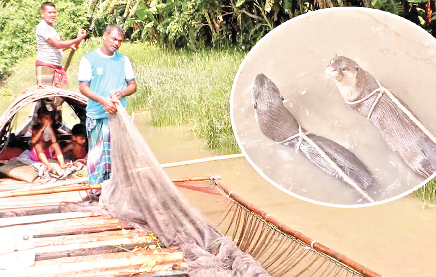 বিলুপ্তির পথে ভোঁদড় দিয়ে মাছ শিকার