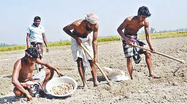 দ্বিগুণ লাভের আশায় আগাম আলু চাষ