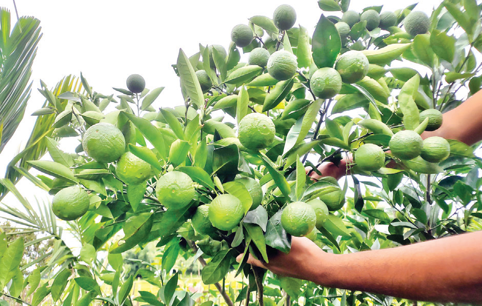 চা পাতার লোকসান পুষিয়ে নিচ্ছে চাষিরা