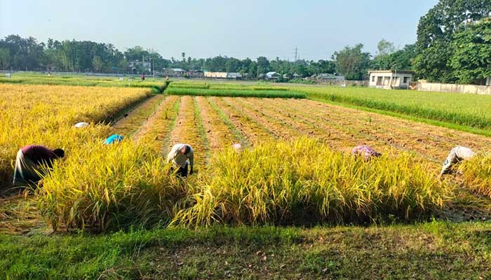 রংপুরে আগাম জাতের আমন ধান নিয়ে ব্যস্ত কৃষক