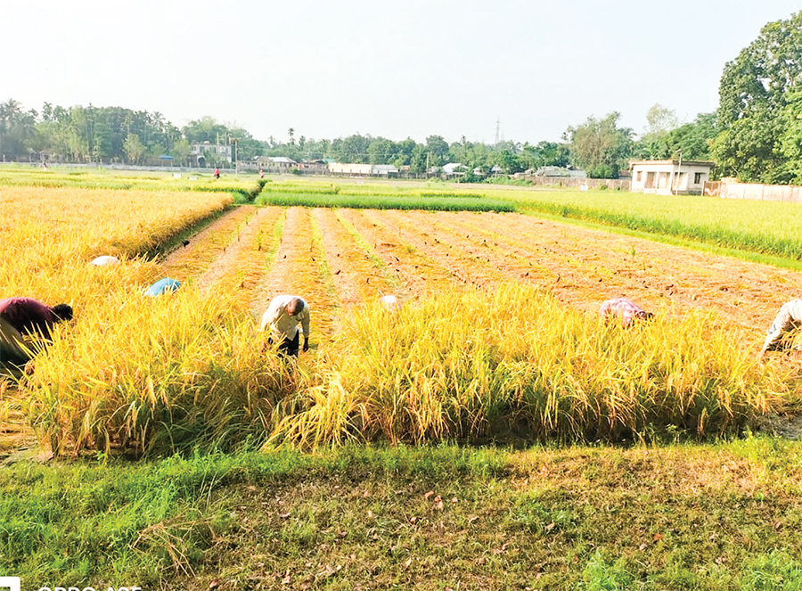 রংপুরে আগাম জাতের আমন ধান নিয়ে ব্যস্ত কৃষক