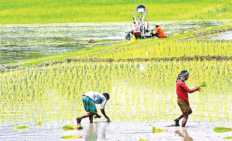 তিন মাসে ৮৮২৪ কোটি টাকার কৃষিঋণ বিতরণ