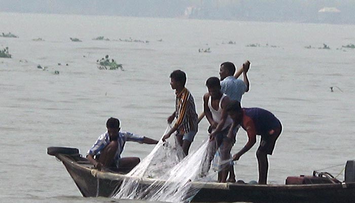 পদ্মা-মেঘনায় প্রকাশ্যে ‘মা’ ইলিশ নিধন