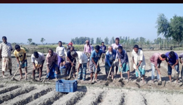 দিনাজপুরে আলু চাষে খরচ বেড়েছে হেক্টর প্রতি ৩০-৪০ হাজার টাকা