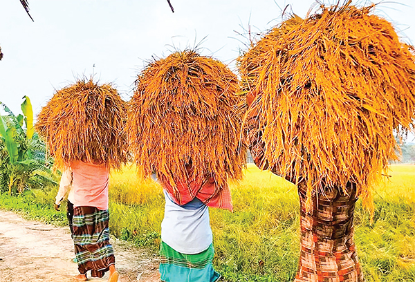 সিরাজদিখানে আমনের বাম্পার ফলন