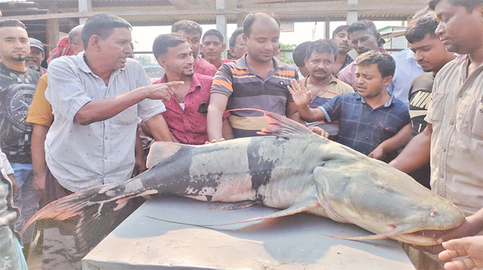 পদ্মার এক বাঘাইড়ের দাম অর্ধলাখ টাকা