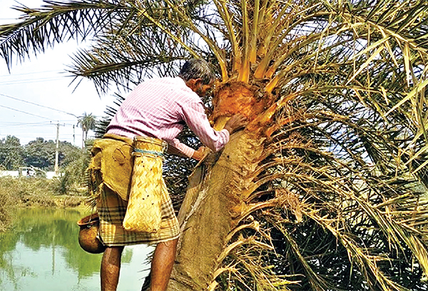 নাটোরে ১০৫ কোটি টাকার গুড় উৎপাদনের টার্গেট