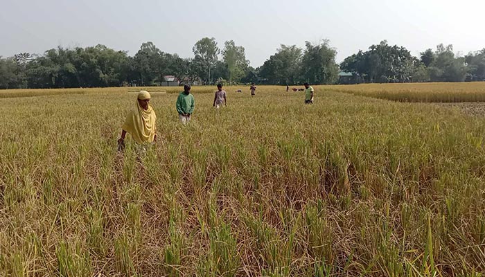 হাতীবান্ধায় রাতের আধাঁরে জমির ধান কেটে নেওয়ার অভিযোগ