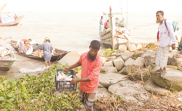 জালে মিলছে কাঙ্ক্ষিত মাছ