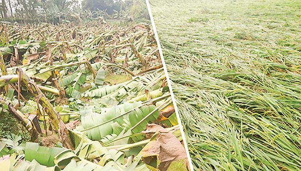 ঝিনাইদহে ধান-কলাগাছের ব্যাপক ক্ষতি