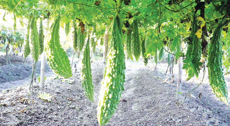 হাইব্রিড করলা চাষে বেশি লাভবান কৃষক