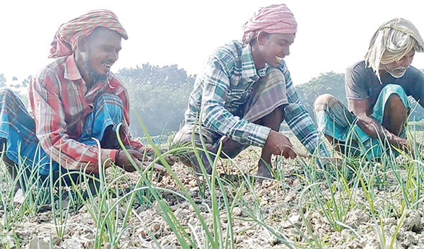 মুড়িকাটা পেঁয়াজ চাষে ব্যস্ত চাষিরা