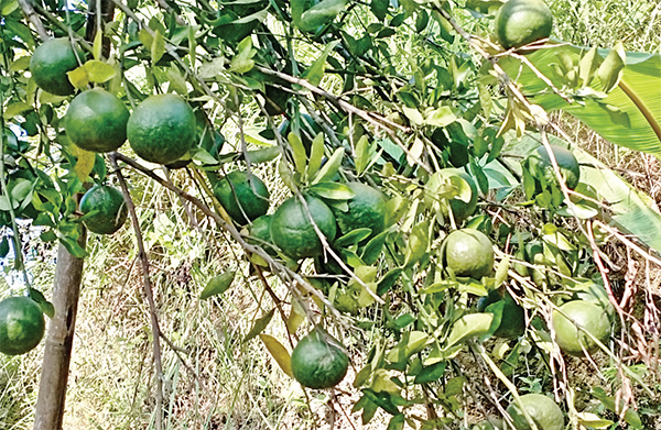 জুড়ীতে কমলায় পোকার আক্রমণ