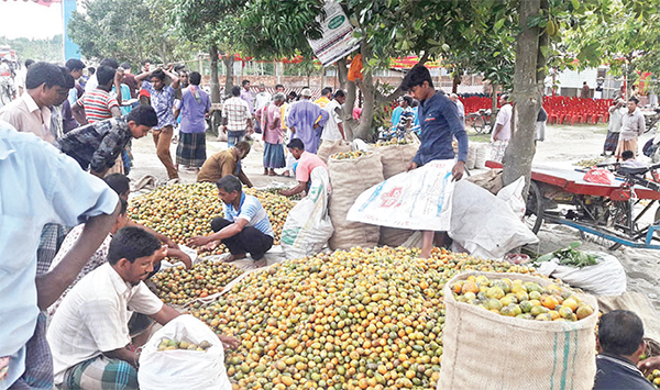 সুপারির ভালো ফলনেও দামে হতাশ চাষিরা