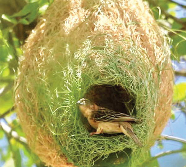 বিলুপ্তির পথে বাবুই পাখি