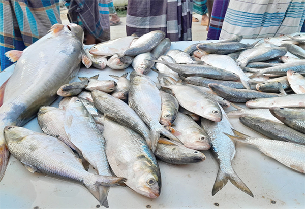 চেনা রূপে ফিরেছে শরীয়তপুরের মাছ বাজার