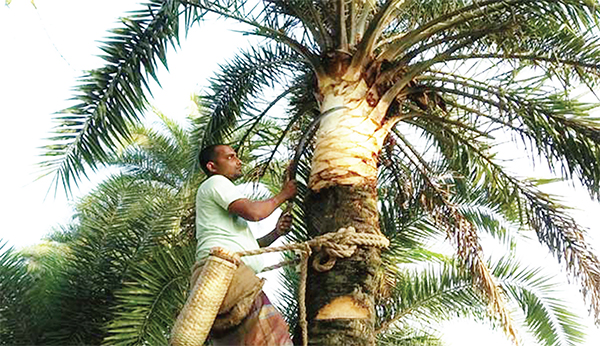 খেজুরগাছ পরিচর্যায় ব্যস্ত চুয়াডাঙ্গার গাছিরা