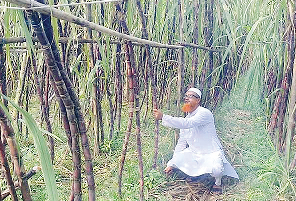 ফিলিপাইনের ব্ল্যাক সুগার কেইন চাষে বাজিমাত