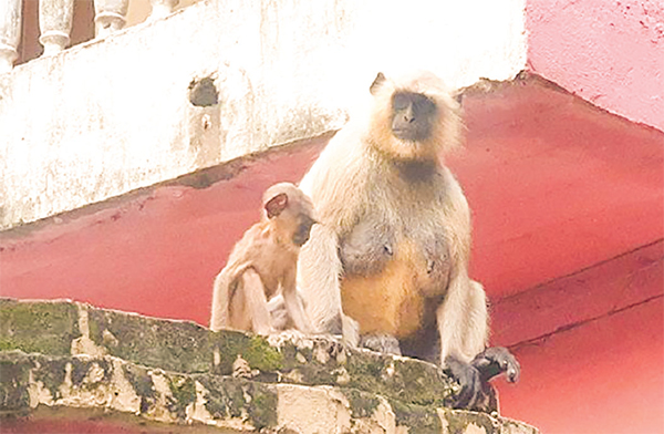 কুষ্টিয়া শহরে মুখপোড়া হনুমান