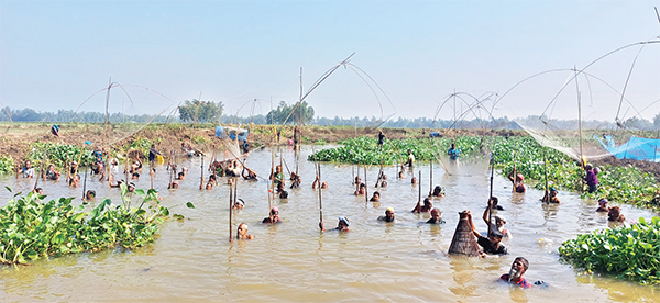 সখীপুরে মাছ ধরা উৎসব