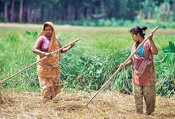 ফসল উৎপাদনে পিছিয়ে নেই নারীরাও