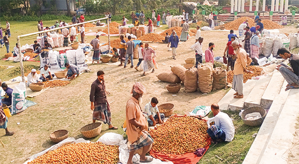 কাউখালীতে পানির দরে সুপারি বিক্রি