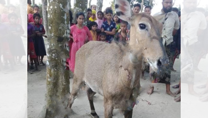 ঠাকুরগাঁও সীমান্তে নীলগাই উদ্ধার 