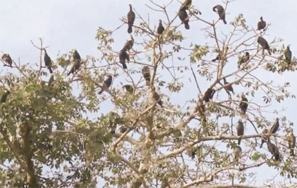 পাখির কলকাকলিতে মুখর পবিপ্রবি ক্যাম্পাস