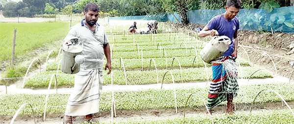 ঈশ্বরদীতে শীতকালীন সবজি চাষে ধুম