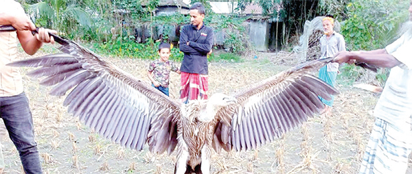 হাতীবান্ধায় ধরা পড়ল বিলুপ্তপ্রায় হিমালয়ান শকুন