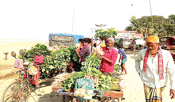 যমুনার চরাঞ্চলে লাখ টাকার পাতামুলা বিক্রি