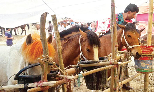 জমে উঠেছে ঘোড়া-মহিষ বেচাকেনা