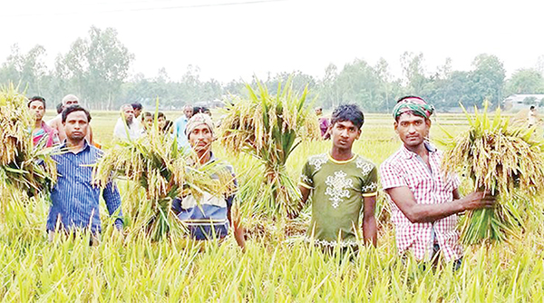 নজিরবিহীন রেকর্ড কৃষি উৎপাদনে