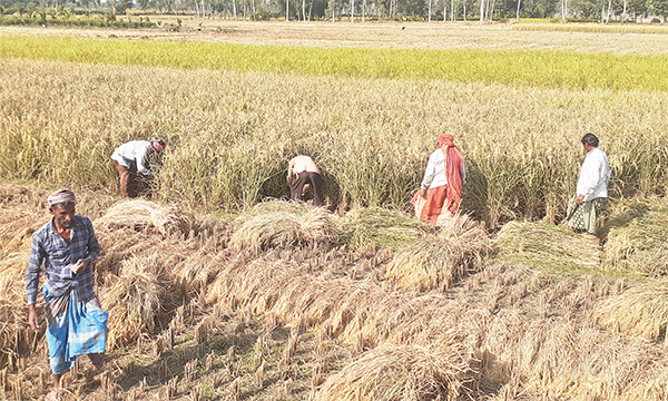 কৃষকের ঘরে নবান্নের ধান