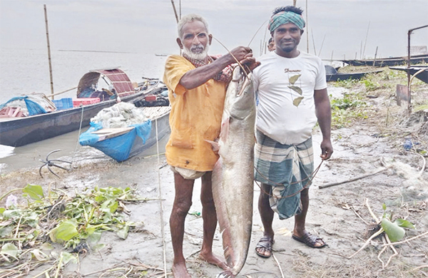 পদ্মায় জেলের জালে ১২ কেজির বোয়াল