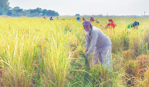 সিরাজদিখানে রোপা আমনের বাম্পার ফলন