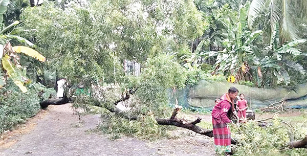 নোয়াখালীতে গাছ উপড়ে যানচলাচল বন্ধ