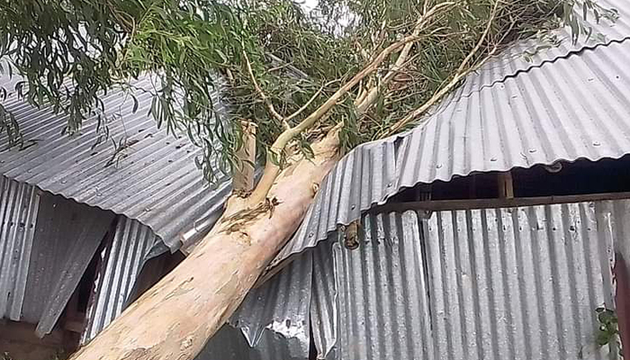 সোনাগাজীতে ঘূর্নিঝড় মিধিলির প্রভাবে ব্যাপক ক্ষয়ক্ষতি