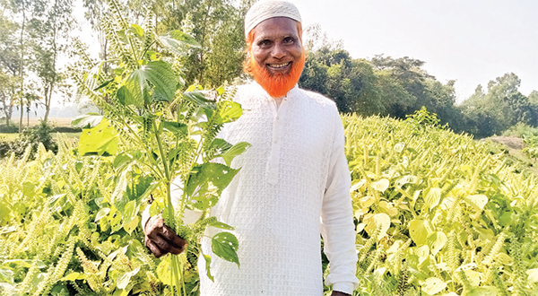 ভোজ্য তেল পেরিলার চাষ হচ্ছে খানসামায়