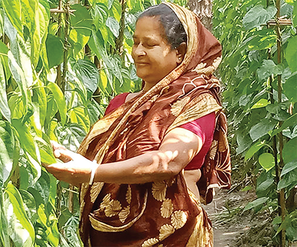 পান চাষে সাতক্ষীরায় কৃষকের আগ্রহ বাড়ছে