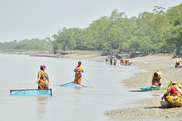 চিংড়ি রেণু আহরণ করে জীবিকা নির্বাহ