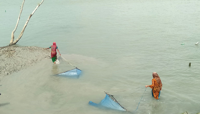 জীবিকার সন্ধানে সুন্দরবনে চিংড়ি রেণু আহরণ করছেন উপকূলীয় নারীরা