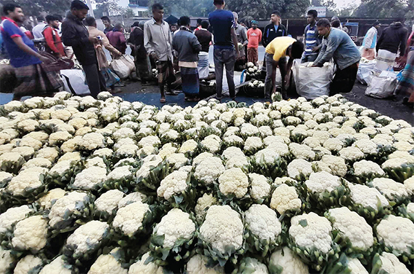 নওগাঁয় ফুলকপি বেচাকেনার জন্য অস্থায়ী হাট